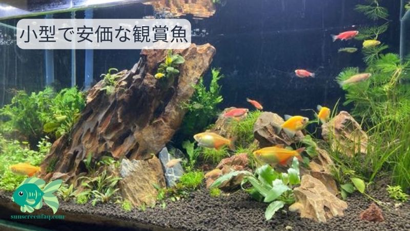 小型で安価な観賞魚