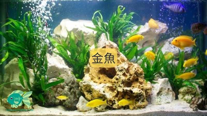 金魚: 観賞魚は酸素を必要とせず飼育が簡単です。