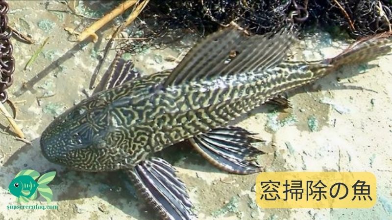 窓掃除の魚