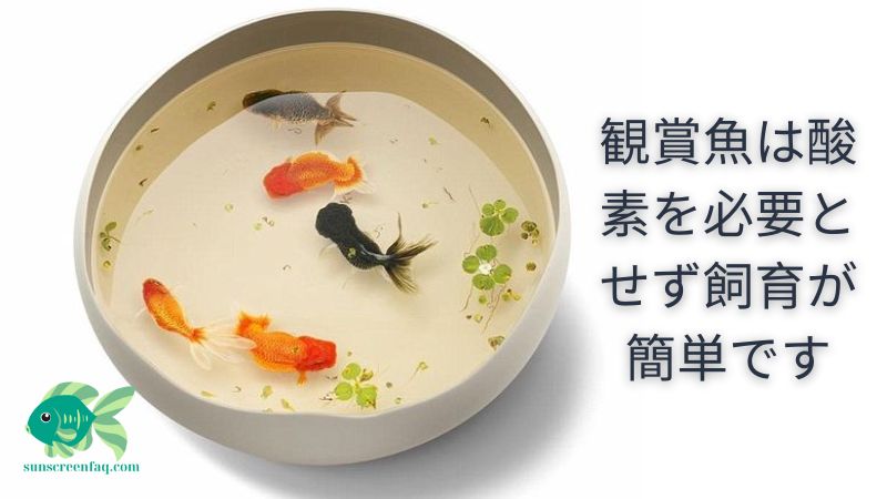 観賞魚は酸素を必要とせず飼育が簡単です