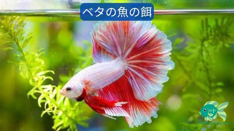 ベタの魚の餌