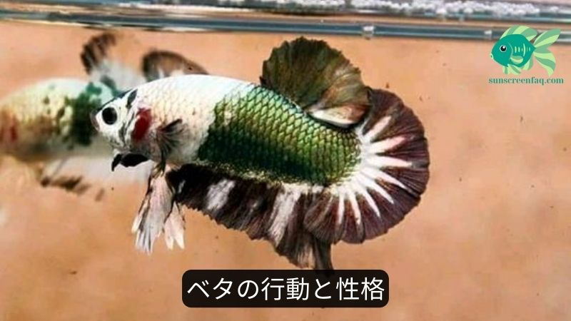 ベタの行動と性格