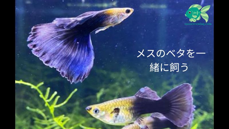 メスのベタを一緒に飼う