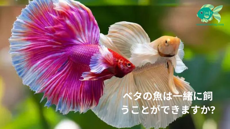 ベタの魚は一緒に飼うことができますか