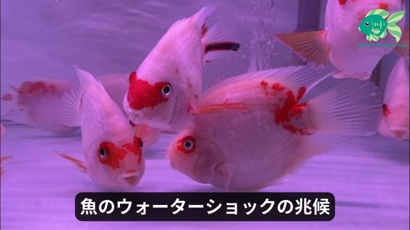 魚のウォーターショックの兆候