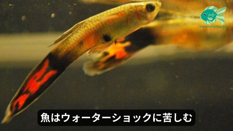 魚はウォーターショックに苦しむ