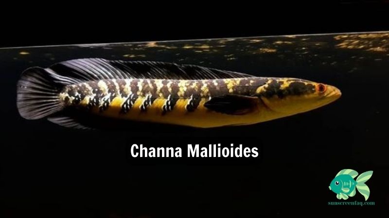 Channa Mallioides