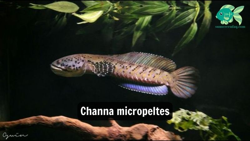 Channa micropeltes