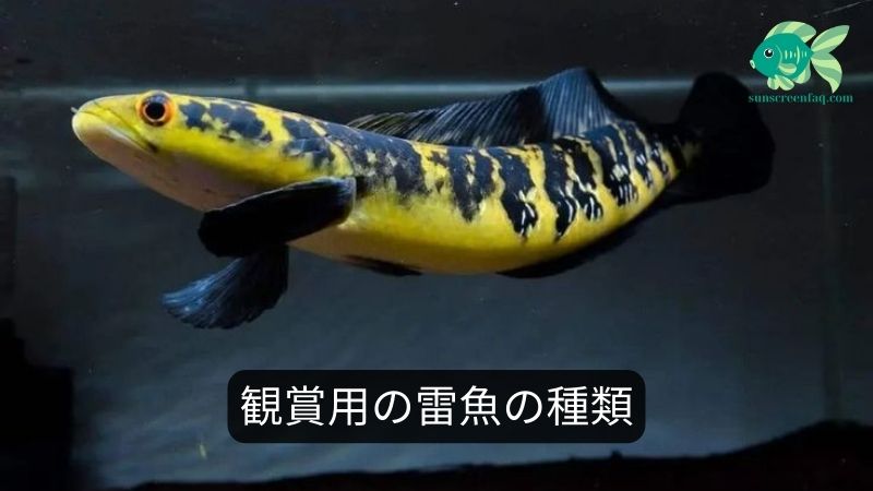 観賞用の雷魚の種類