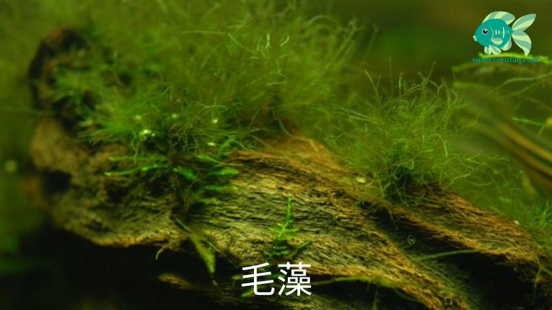 水生生物に有害なコケ: 毛藻