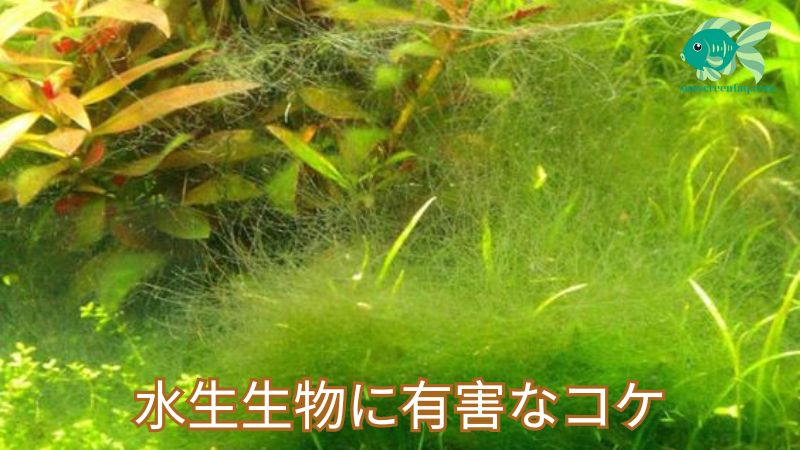 水生生物に有害なコケ