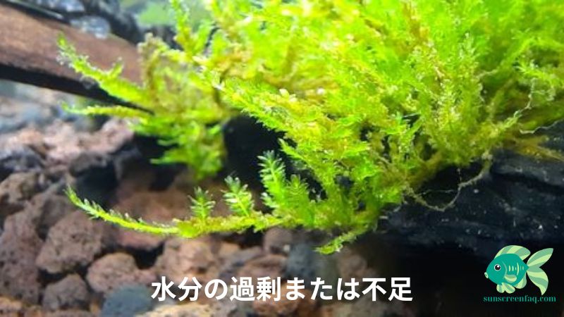 台湾ミニ苔は黄色です