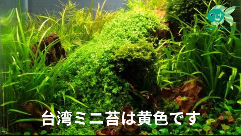 台湾ミニ苔は黄色です