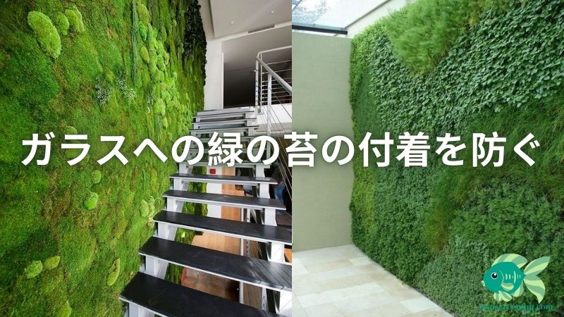 ガラスへの緑の苔の付着を防ぐ