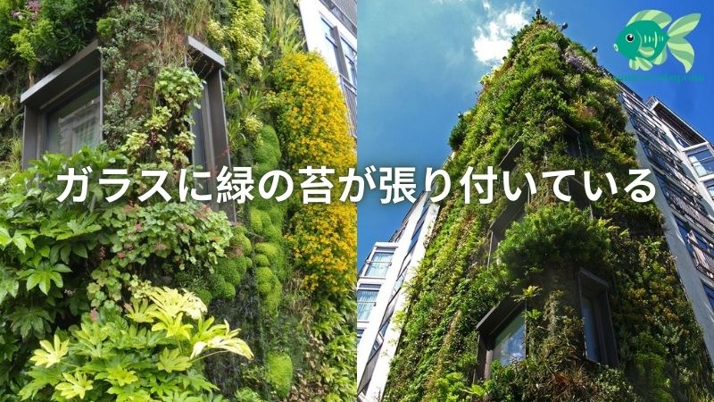 ガラスに緑の苔が張り付いている