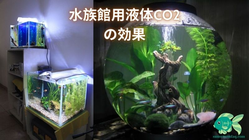 水族館用液体CO2の効果