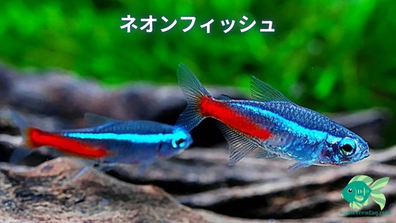 ネオンフィッシュ: 青い魚