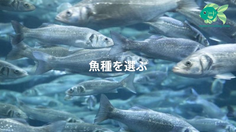 海水魚の養殖技術