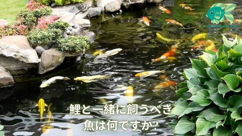 鯉と一緒に飼うべき魚は何ですか