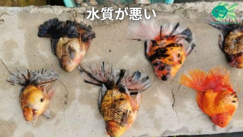 水槽内での魚の死因