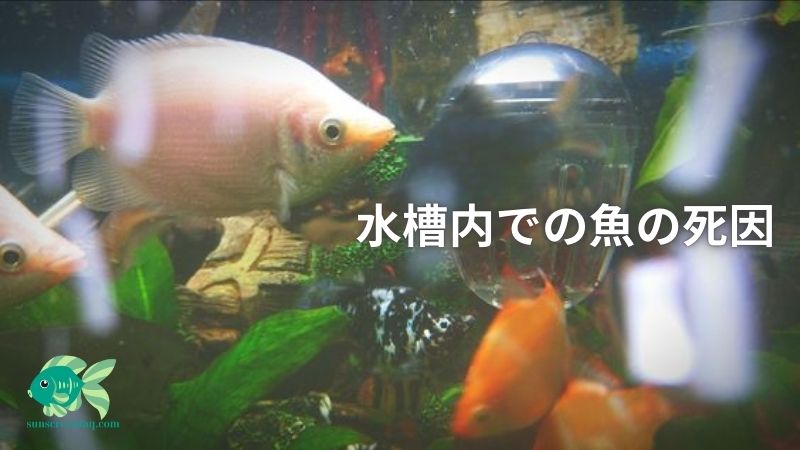 水槽内での魚の死因