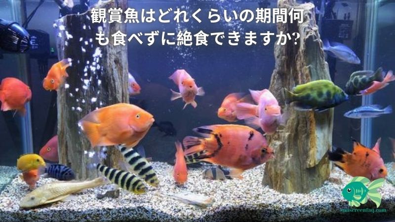 観賞魚はどれくらいの期間何も食べずに絶食できますか?