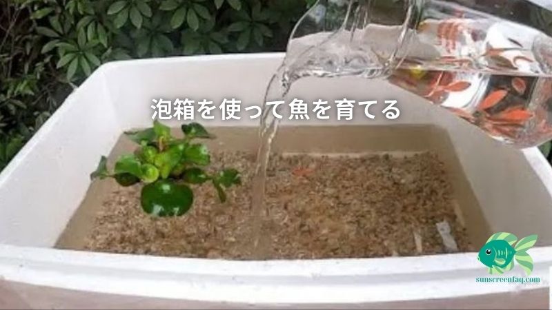 泡箱を使って魚を育てる