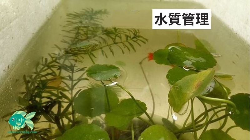 泡箱を使って魚を育てる