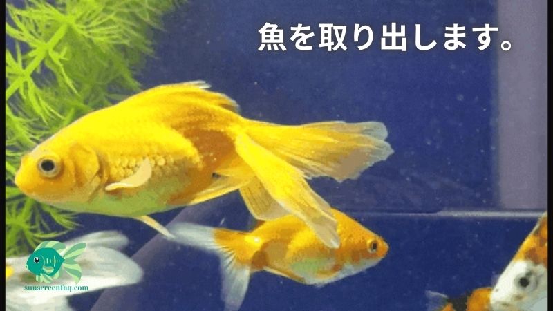 魚を取り出します。